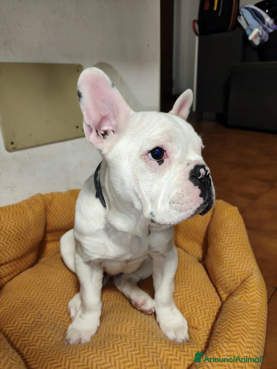 Bulldog Francese cani in vendita: Bulldog francese  - Annuncio 6