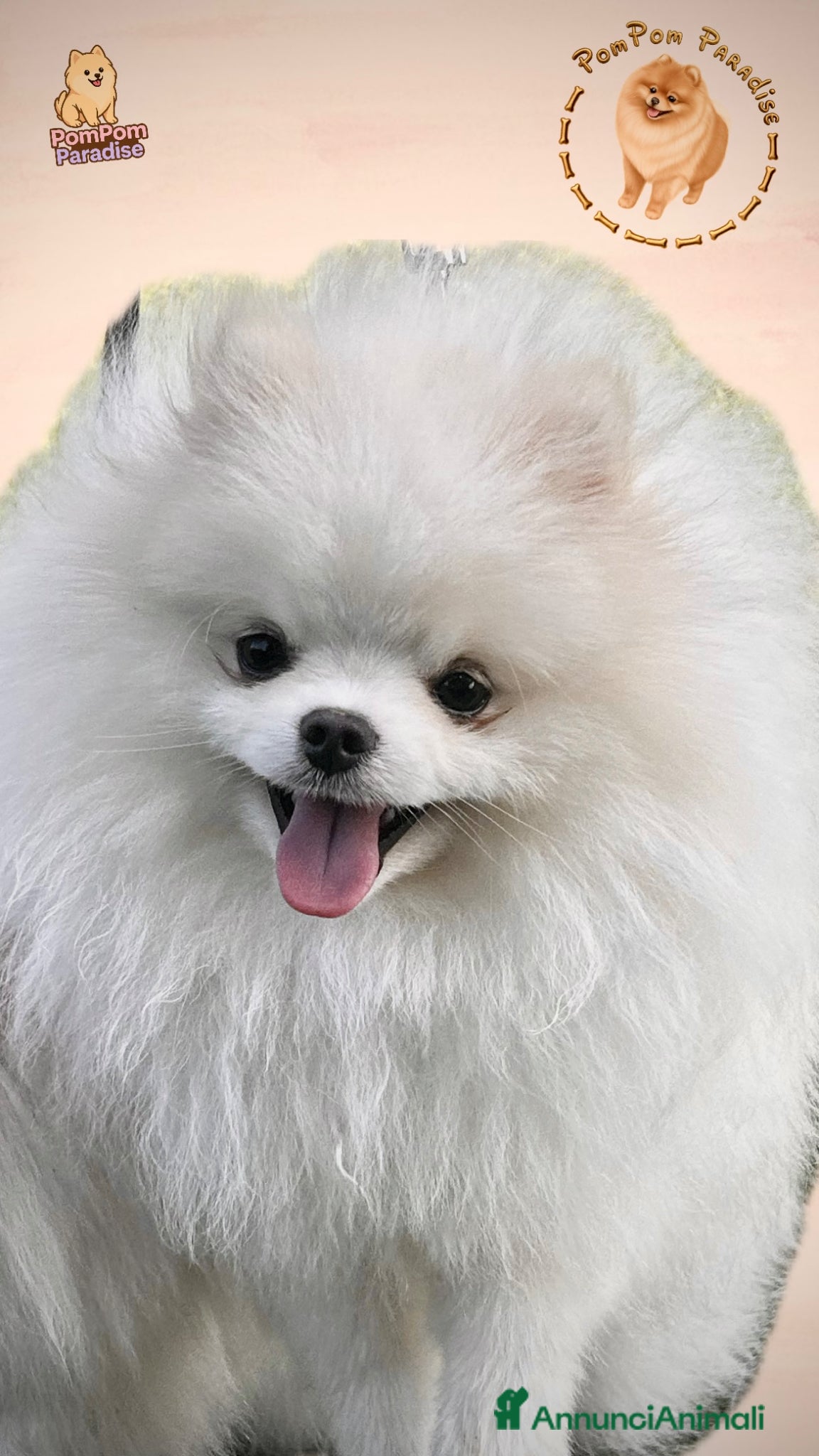 Volpino Pomerania cani Spitz tedesco nano per monta , pedigree enci - Annuncio 1