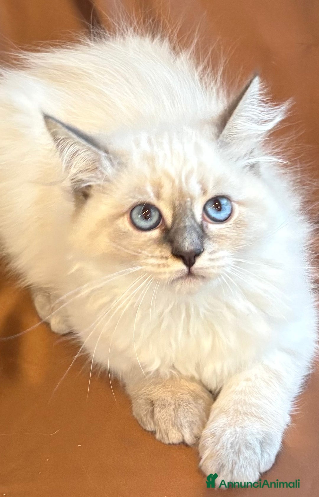 Siberiano gatti in vendita: Dolcissimi cuccioli Siberiani Neva Masquerade - Annuncio 4