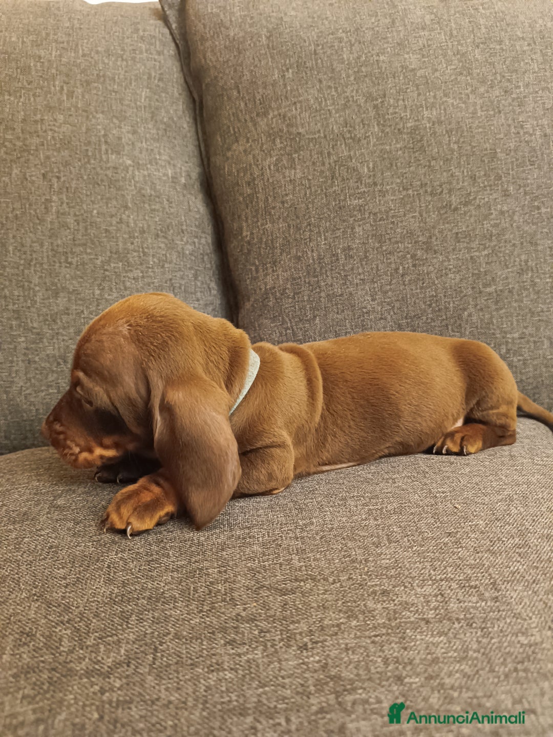 Bassotto cani in vendita: Maschietti di bassotto tedesco - Annuncio 4