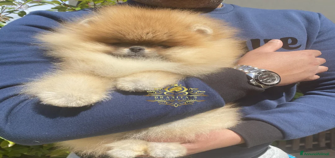 Immagine della galleria {{count}}