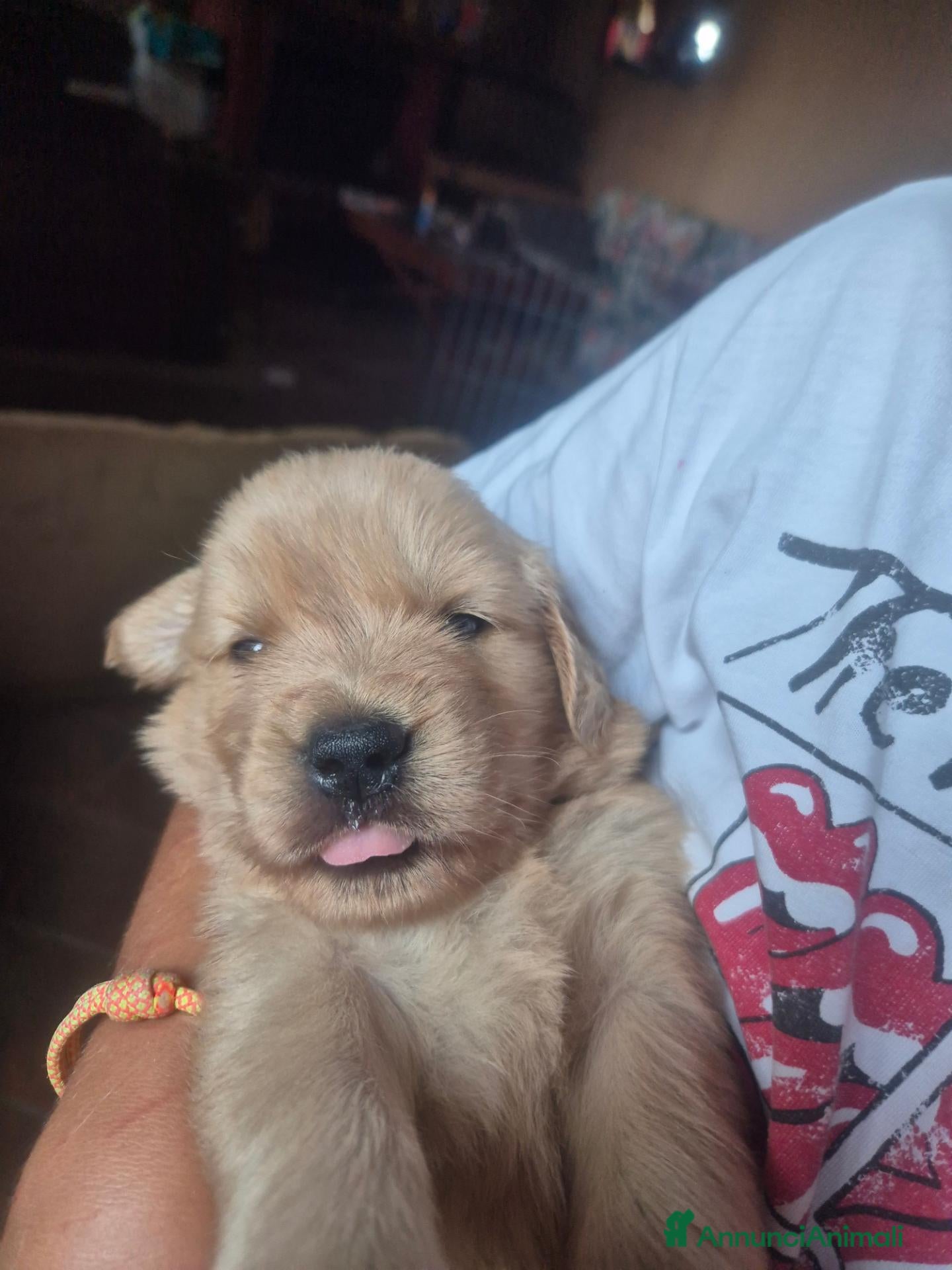 Golden Retriever cani Cucciola golden anglo americana - Annuncio 2