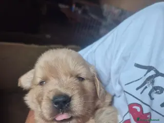 Golden Retriever cani Cucciola golden anglo americana - Annuncio 2