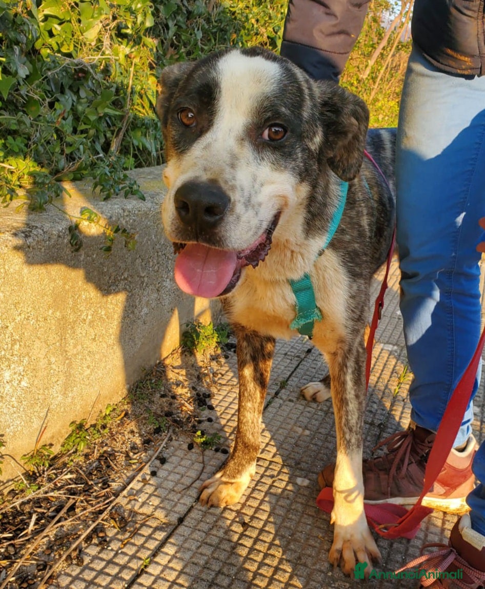 Meticcio cani CUCCIOLONE OTIS a Città Metropolitana di Bologna - Annuncio 3