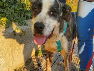 Meticcio cani CUCCIOLONE OTIS a Città Metropolitana di Bologna - Annuncio 3