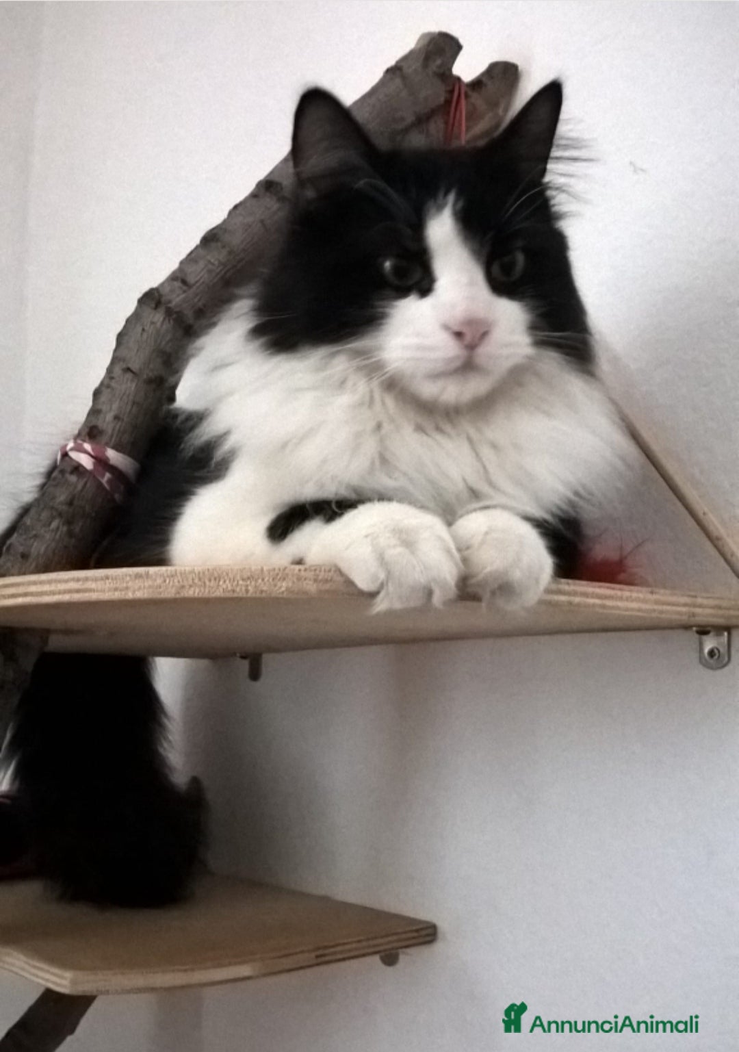 Europeo gatti Pepe  gatto di due anni cerca nuova famiglia - Annuncio 13