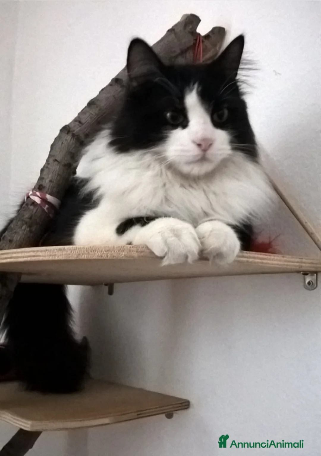 Europeo gatti in regalo: Pepe  gatto di due anni cerca nuova famiglia - Annuncio 1