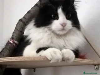 Europeo gatti Pepe gatto di due anni cerca nuova famiglia - Annuncio 13