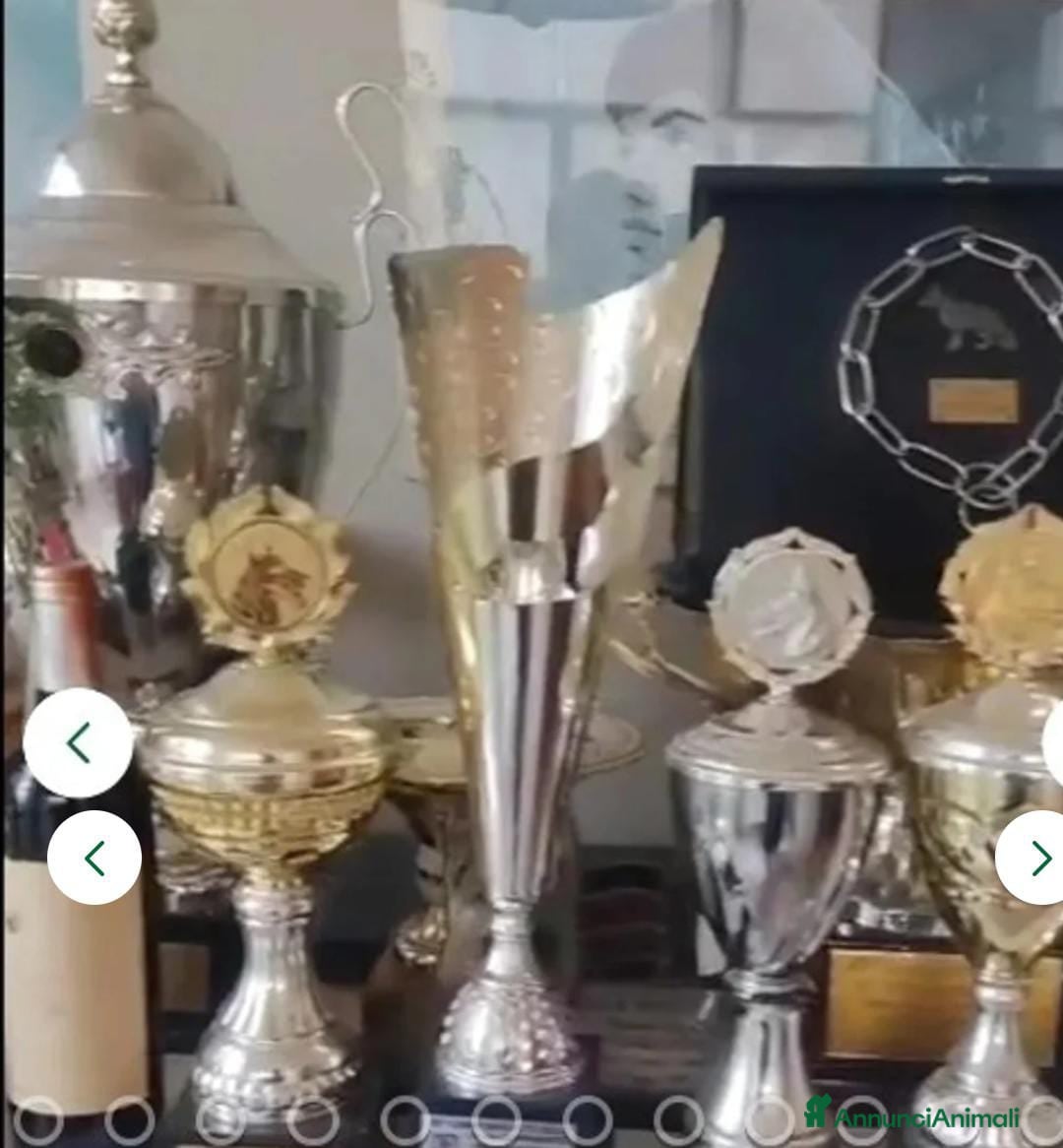 Pastore Tedesco cani in vendita: splendidi cuccioli  - Annuncio 8