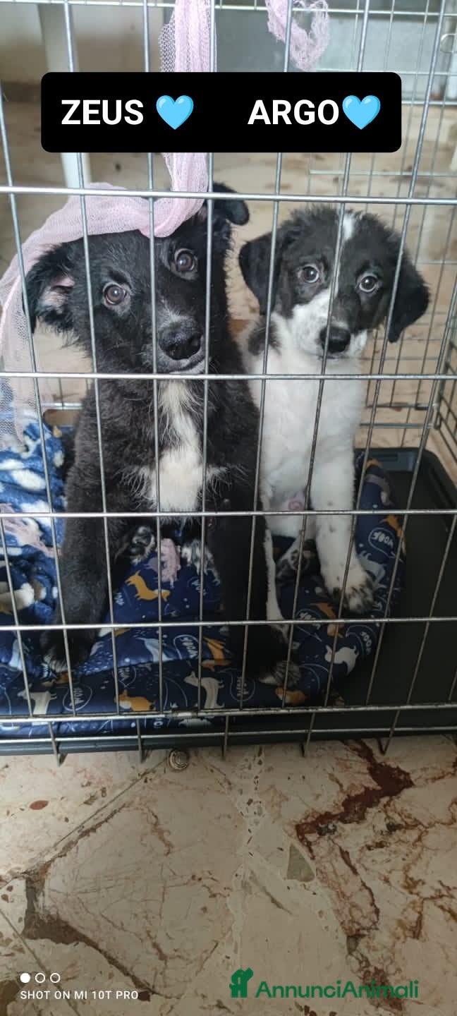 Altre razze cani argo e zeus - Annuncio 21