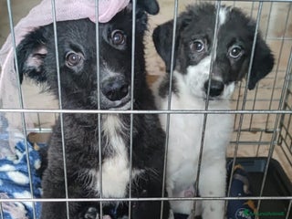 Altre razze cani argo e zeus - Annuncio 21