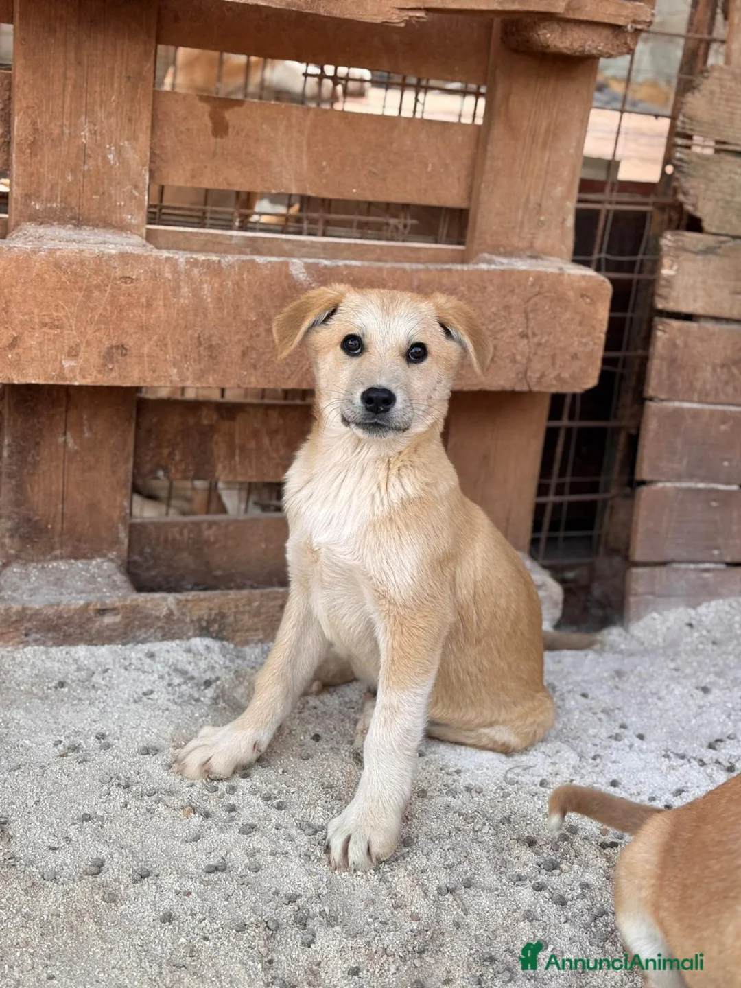 Meticcio cani in regalo: BERRY, BAMBI, BRUNO, BOWIE E BOLT, - Annuncio 2