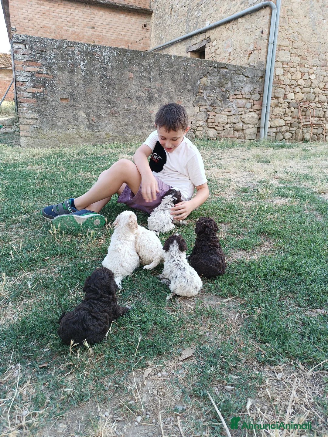 Lagotto cani in vendita: Lagotti  - Annuncio 2