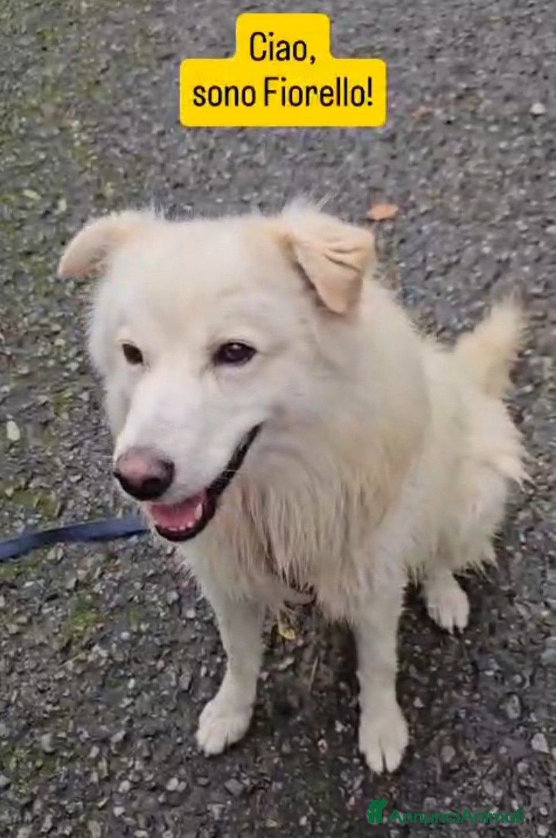 Meticcio cani in regalo: Mix Pastore Svizzero 4anni tg media SOS NOVARA - Annuncio 7