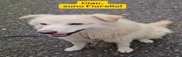 Meticcio cani in regalo: Mix Pastore Svizzero 4anni tg media SOS NOVARA - Annuncio 7