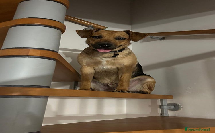 Altre razze cani a Provincia di Bergamo - Annuncio 5