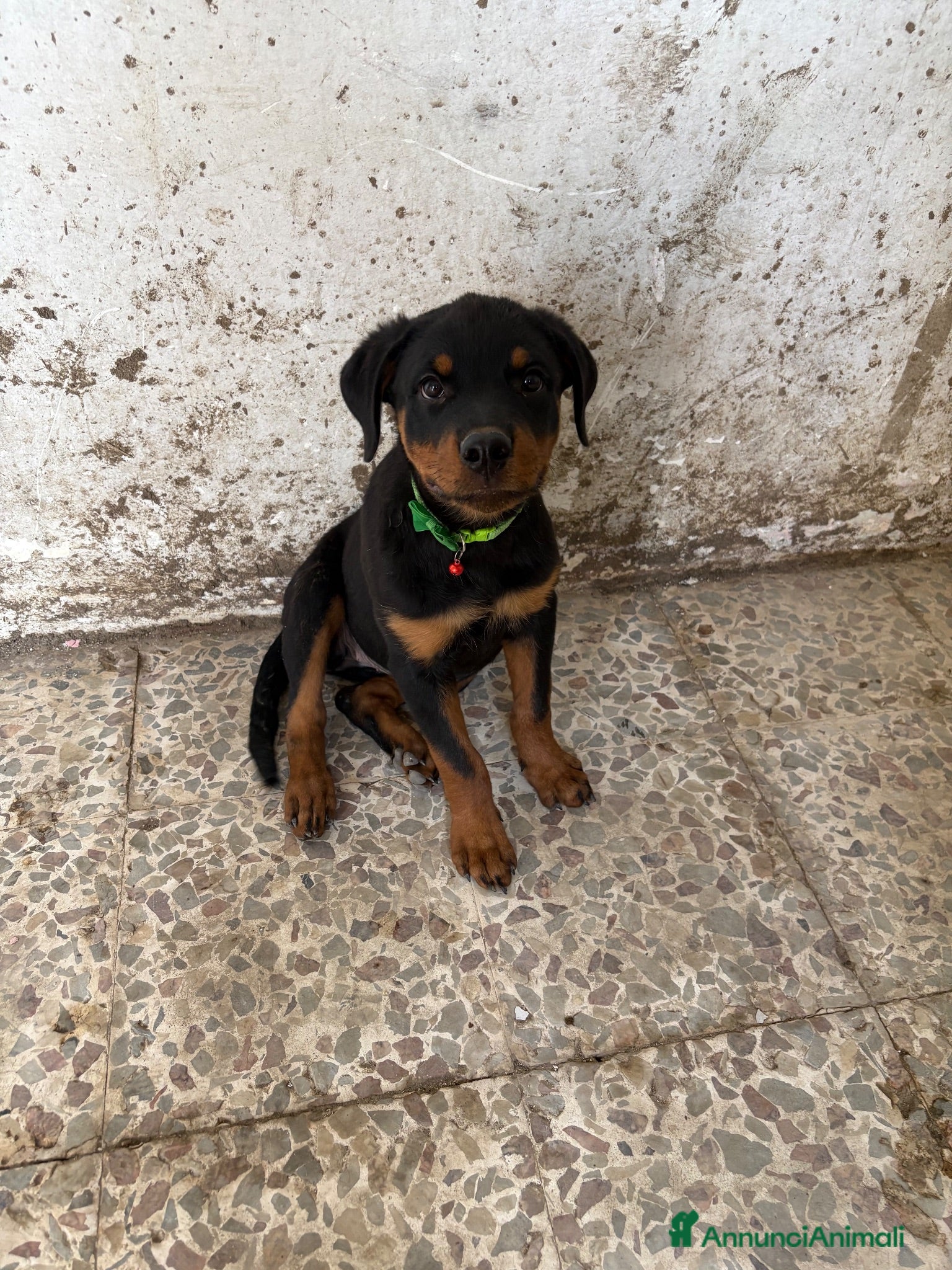 Rottweiler cani Piro Roberto  - Annuncio 7