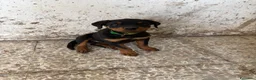 Rottweiler cani in vendita: Piro Roberto  a Provincia di Cosenza - Annuncio 1