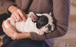 Bulldog Francese cani in vendita: Cucciolo Bulldog Francese da Allevamento Italiano  - Immagine 4