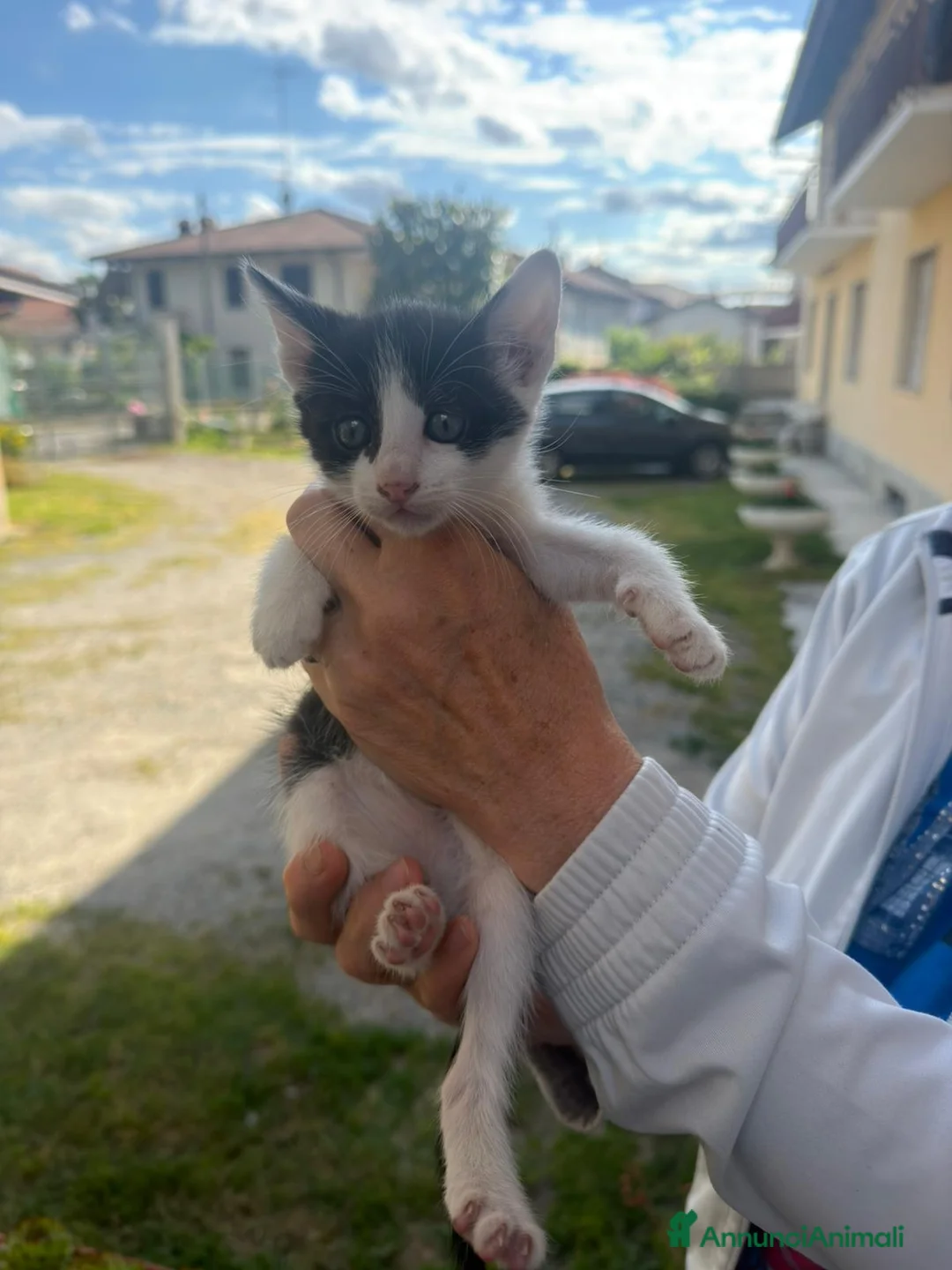 Altre razze gatti in regalo: Gattino di 3 mesi - Annuncio 2