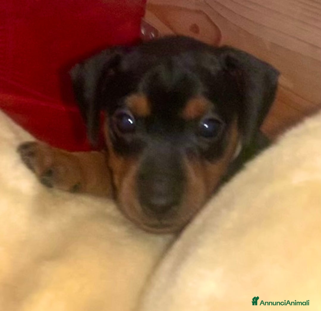 Pinscher Miniatura cani in vendita: Pinscher nano  - Annuncio 3