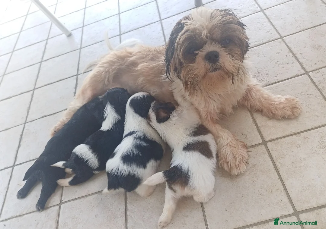 Shih Tzu cani in vendita: Cuccioli shih-tzu shitzu shihtzu con pedigree  - Annuncio 1