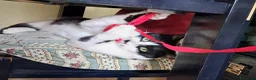 Europeo gatti in regalo: Jimmy, giocherellone e tutte fusa  a Provincia di Bergamo - Annuncio 4