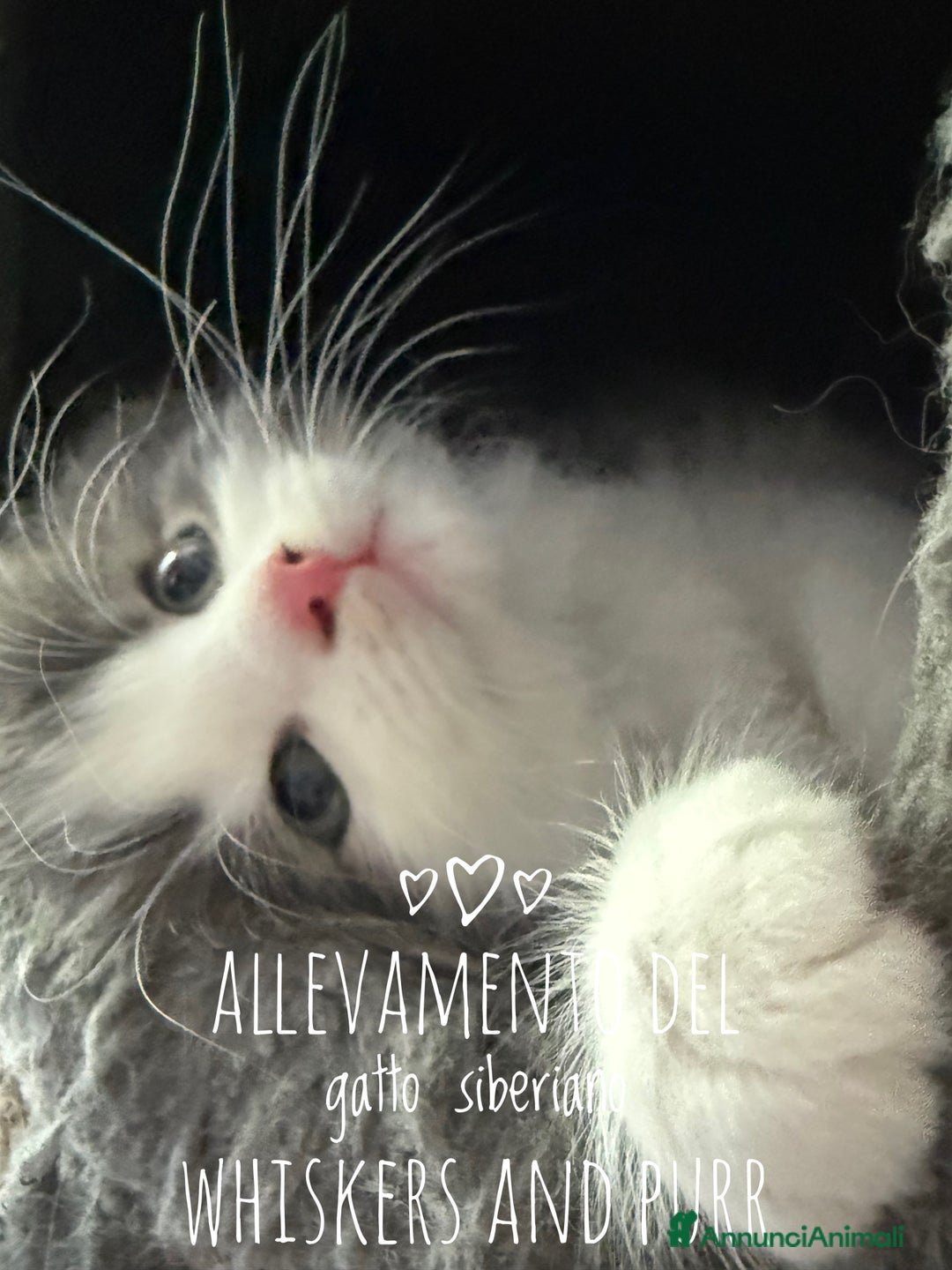 Siberiano gatti in vendita: Cuccioli gatto siberiano a Provincia di Padova - Immagine 3