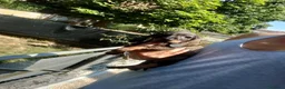 Bassotto cani in vendita: Bassotto pelo corto femmina con pedigree  - Annuncio 5