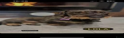 Bassotto cani in vendita: Cucciolo di Bassotto Standard pelo Duro - Annuncio 7