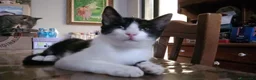 Europeo gatti in regalo: FELIX, adorabile micino in adozione  - Annuncio 3