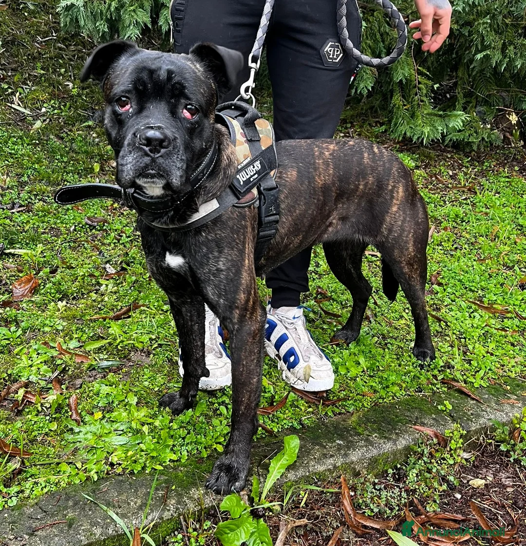 Meticcio cani in regalo: CHERRY BOXER - Annuncio 4