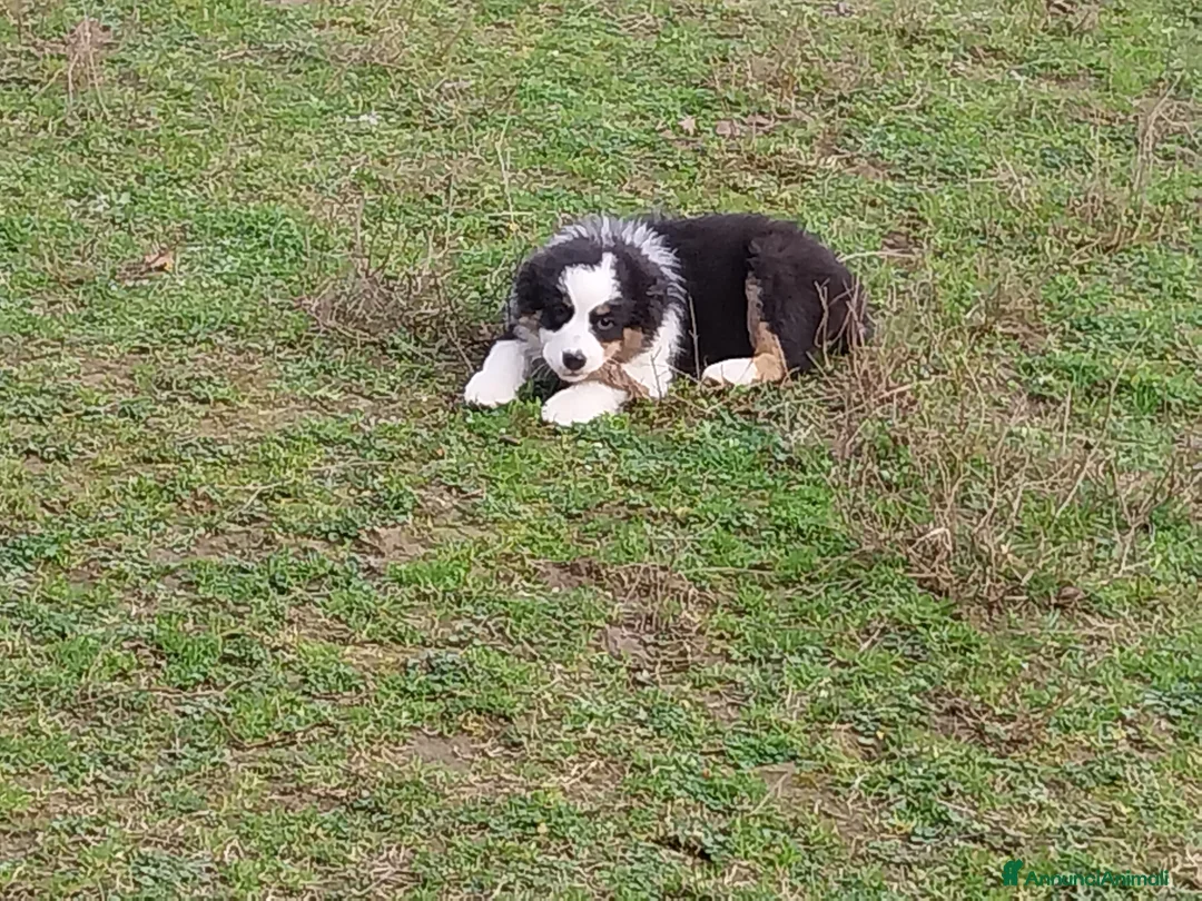 Australian Shepherd cani in vendita: Cuccioli australian shepard  a Provincia di Pavia - Annuncio 4