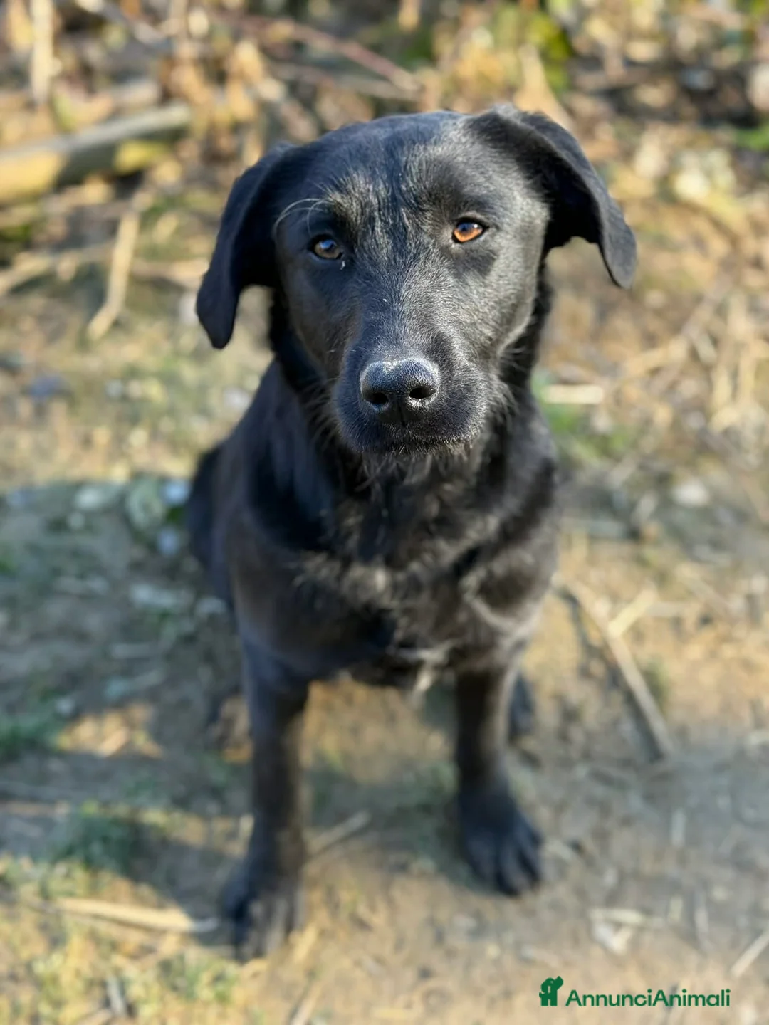 Meticcio cani in regalo: ESME, cucciolona nera dalla dolcezza sconfinata. - Annuncio 4