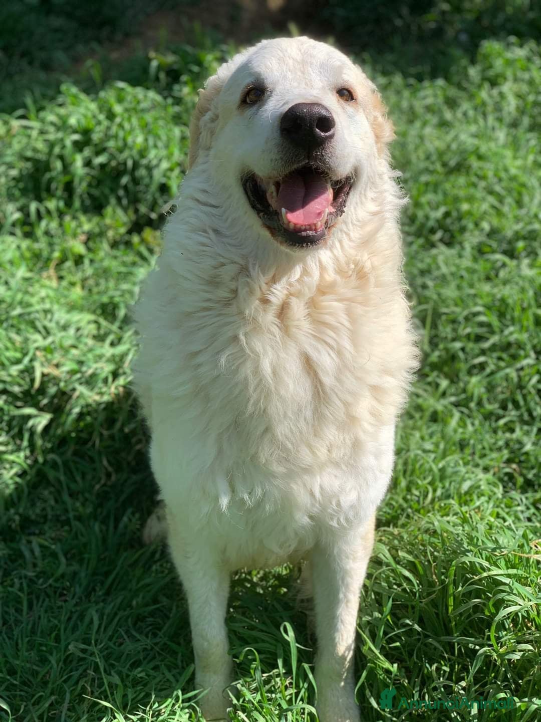 Pastore Maremmano cani in regalo: NICKY il gigante più buono!! - Annuncio 4
