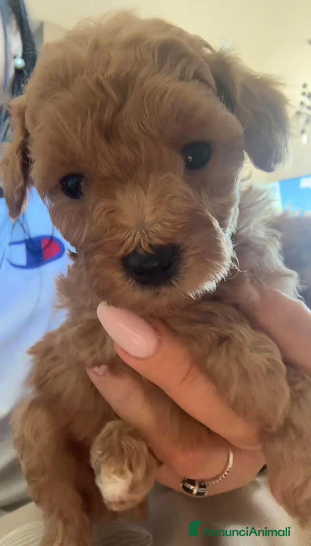 Barboncino cani in vendita: Barboncino nano❤️ - Annuncio 2