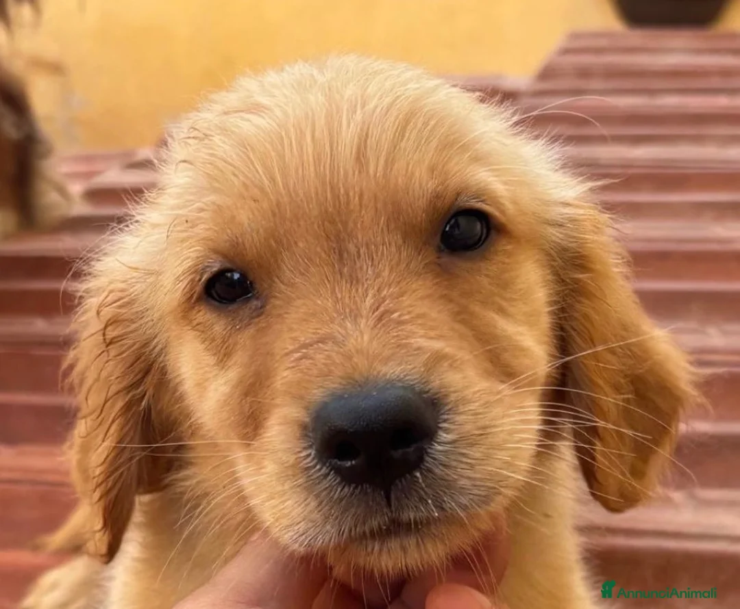 Golden Retriever cani in vendita: Golden Retriever americani - Annuncio 2