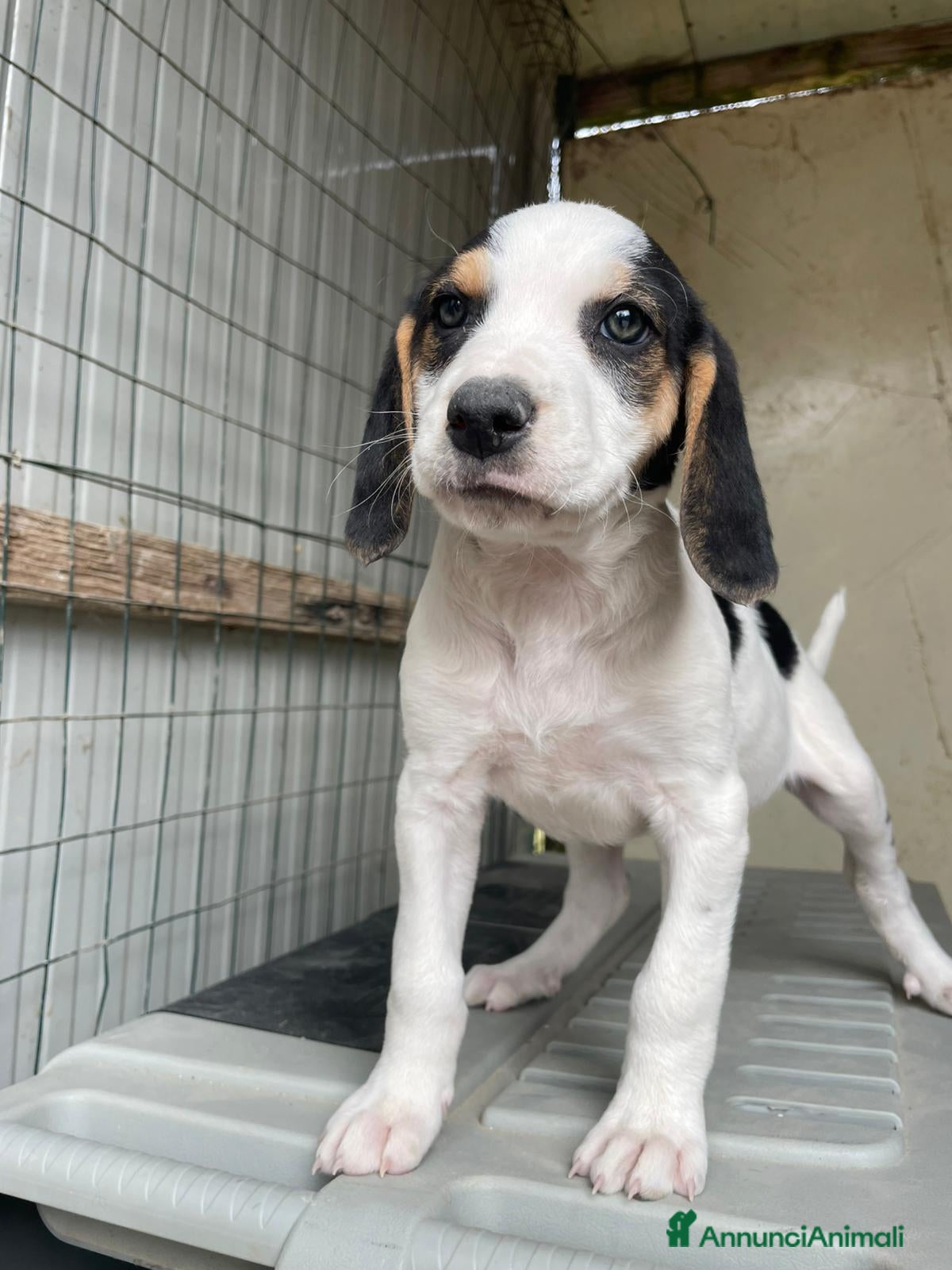 Meticcio cani LA DOLCISSIMA SELENE - Annuncio 20