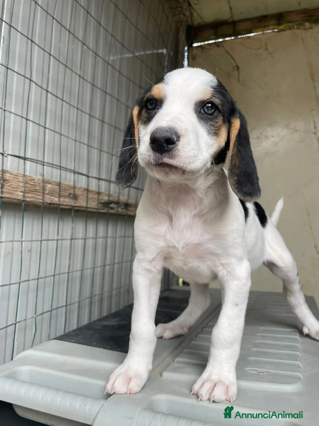 Meticcio cani in regalo: LA DOLCISSIMA SELENE a Provincia di Pistoia - Annuncio 1