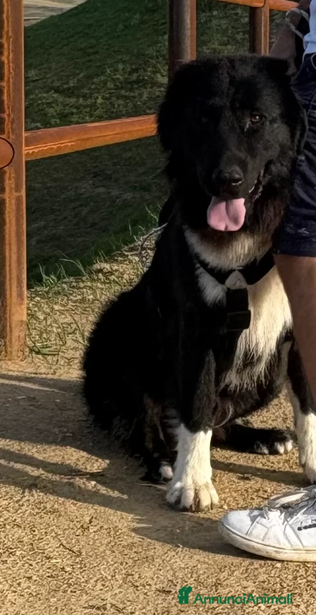 Meticcio cani in regalo: Cane taglia grande in regalo  a Provincia di Pisa - Annuncio 2