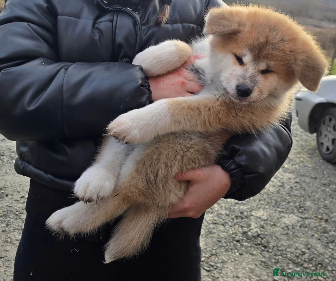 Akita Inu cani in vendita: Disponibili cuccioli Akita inu Pedigree  - Annuncio 1