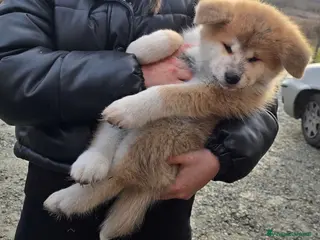 Akita Inu cani Disponibili cuccioli Akita inu Pedigree - Annuncio 1