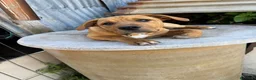 Meticcio cani in regalo: Ares, incrocio pitbull! (5 mesi)  - Annuncio 1