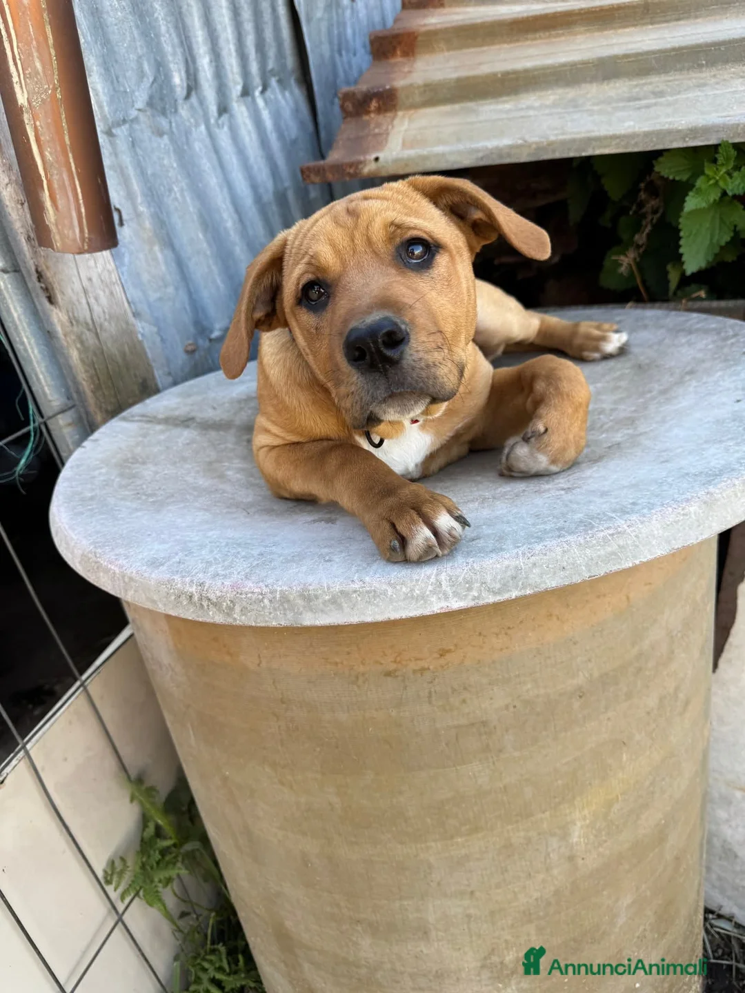 Meticcio cani in regalo: Ares, incrocio pitbull! (5 mesi)  - Annuncio 1