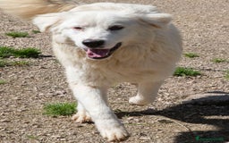 Meticcio cani in regalo: ADOTTA IL DOLCISSIMO OSLO a Provincia di Verona - Immagine 2