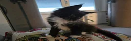 Maine Coon gatti in vendita: Maschio Maine Coon  - Annuncio 11