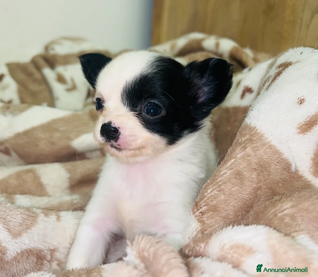 Chihuahua cani in vendita: Chihuahua mini  - Annuncio 1