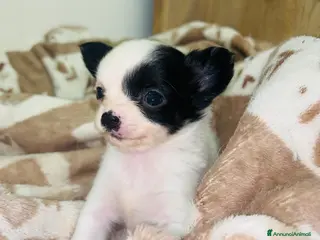 Chihuahua cani Chihuahua mini - Annuncio 10