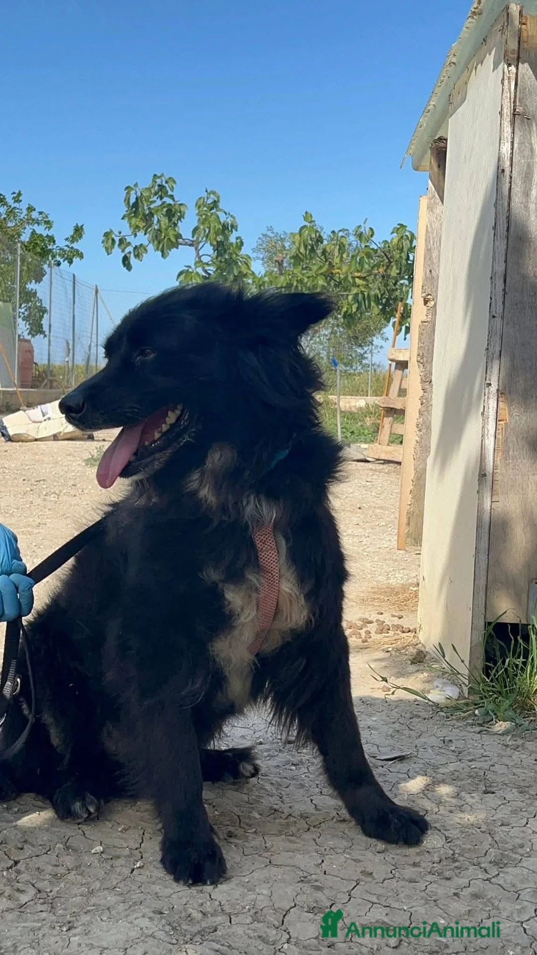 Meticcio cani in regalo: Simba 11 anni - Annuncio 3