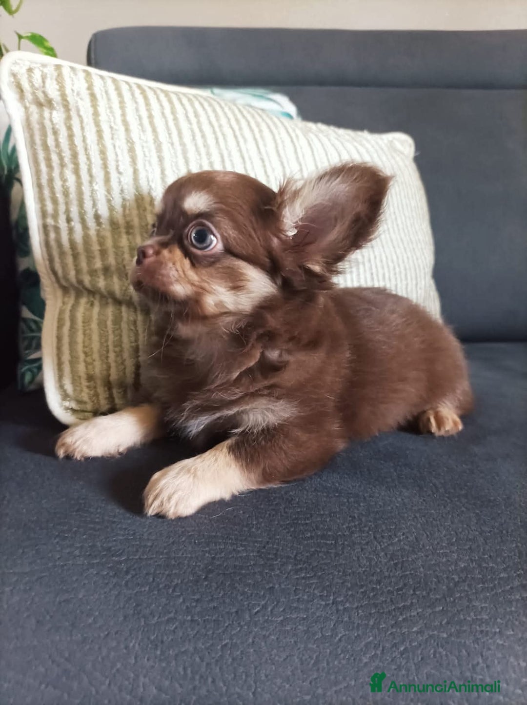 Chihuahua cani in vendita: Chihuahua cuccioli  a Roma - Immagine 6